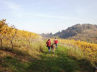 Das Bergsträßer Vorgebirge - zu allen Jahreszeiten wunderschön!